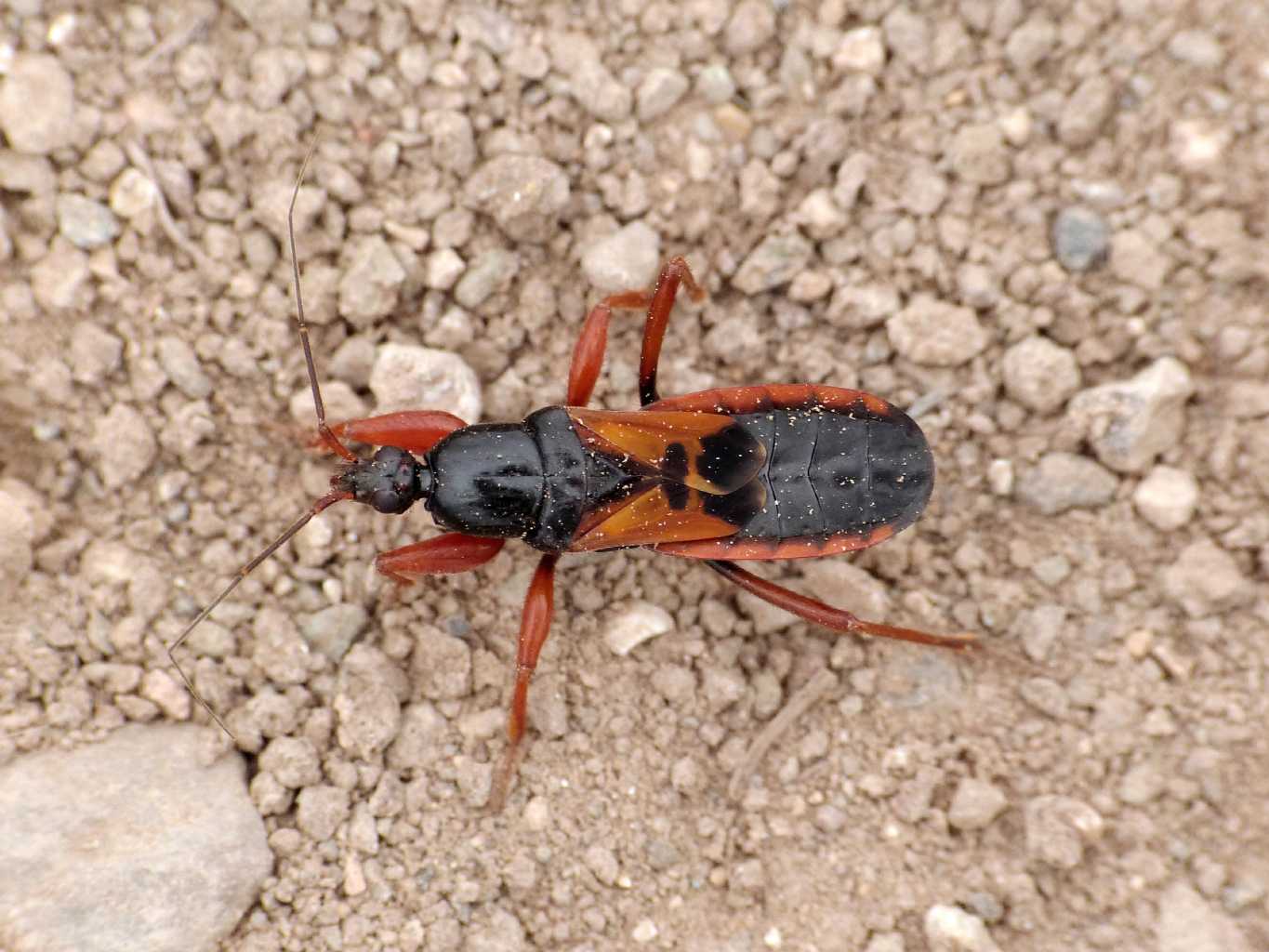 Reduviidae: Ectomocoris ululans, ninfe, del Lazio (Roma)